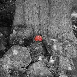 The Light Dark Session